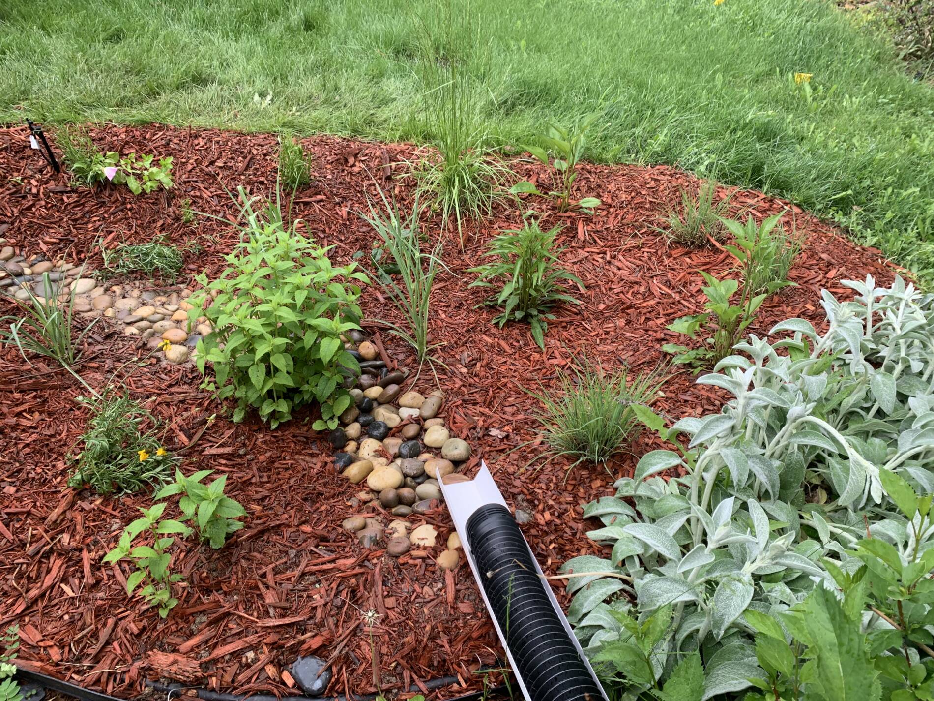 downspout empties into rain garden area with mulch and plants