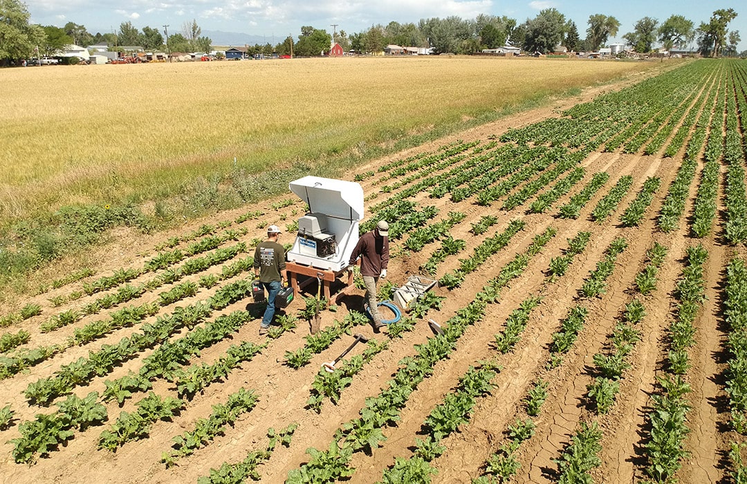 Two researchers in a field with rows of plants conduct research