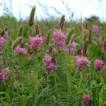 Close up of sainfoin, purple flowers blooming on green stalks in a grassy field