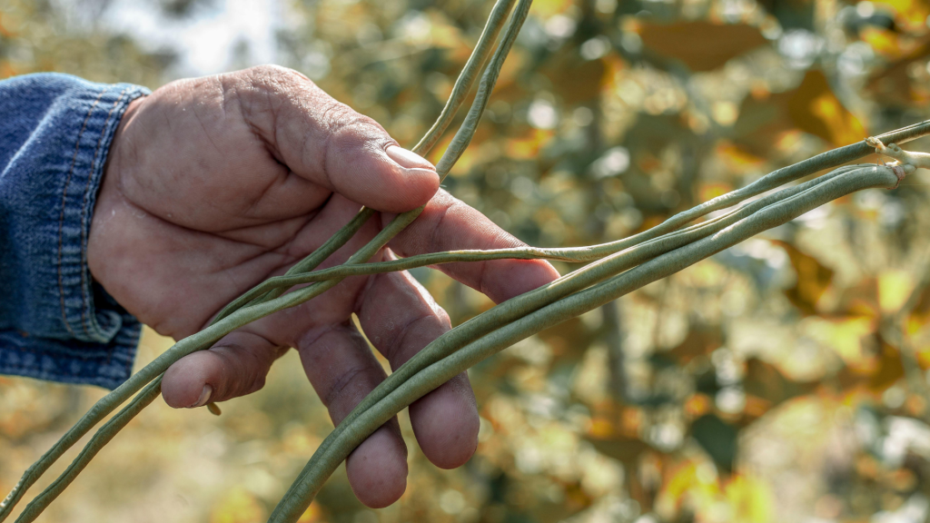 Close up of farmer's hand holding black-eyed pea beans on the plant with short depth of field