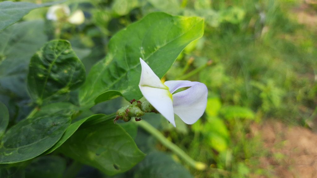 Close up of flowering black-eyed pea plant - white flower on green plant, short depth of field