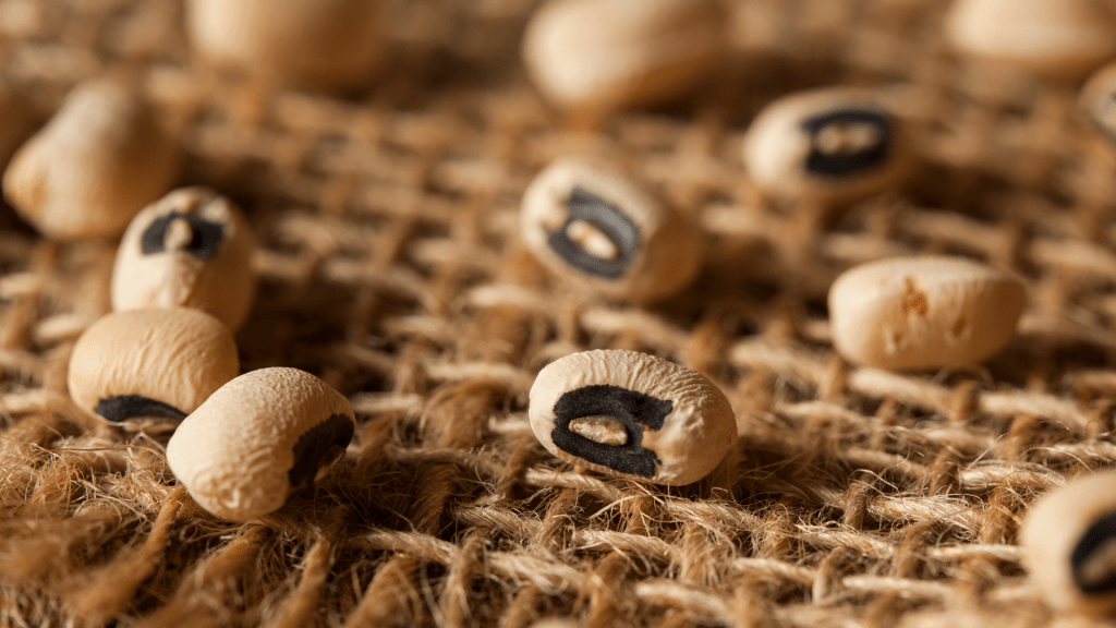 Macro close up of dried black-eyed peas on thatched burlap
