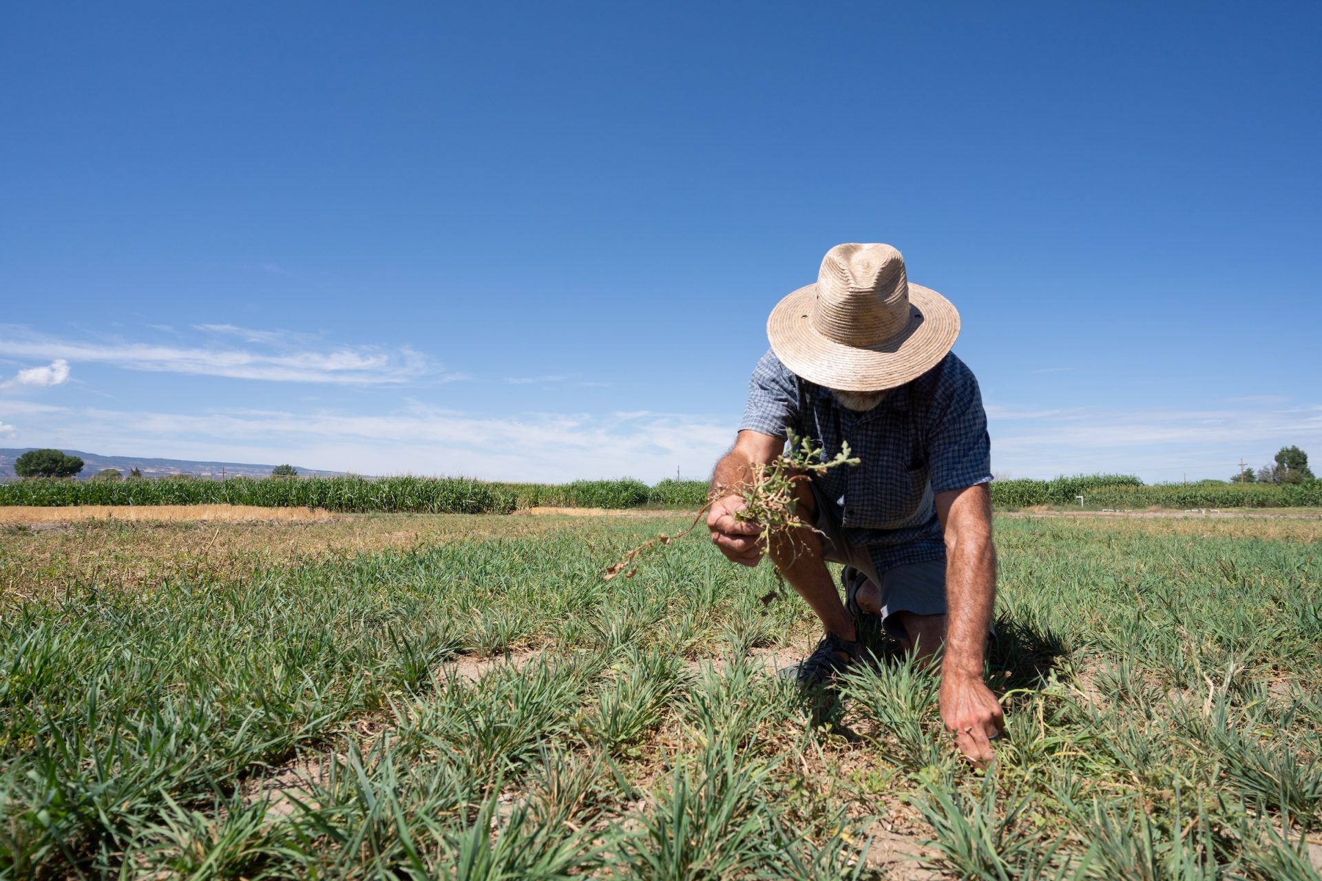 A man in a straw hat bends over and collects forage plants in an open field