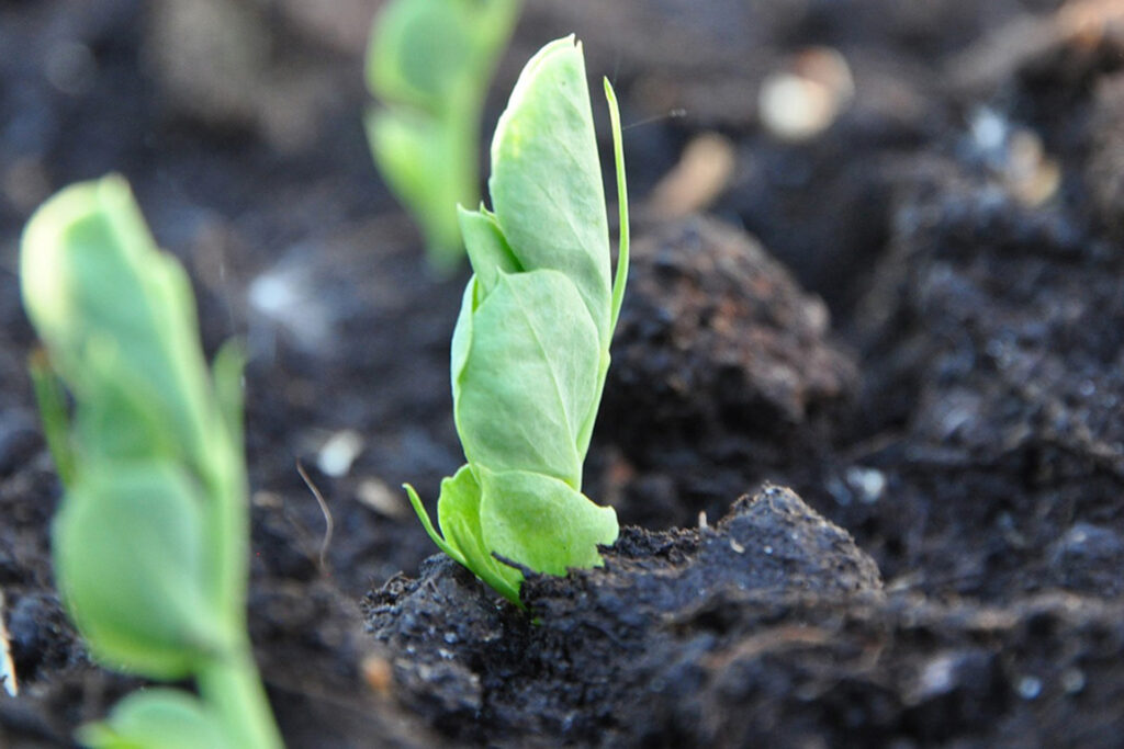 green pea shoots grow up from dark soil