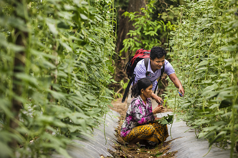 A field technician teaches sustainable agricultural practices to a farmer in Cambodia.