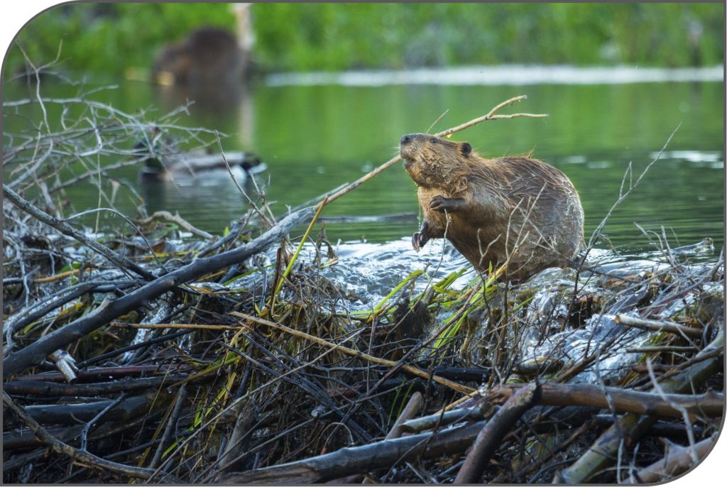 Beaver on dam